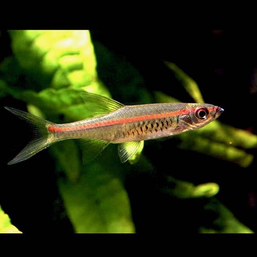 Rasb.pauciperforata Vuurstreeprasbora M